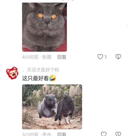 一天收入50+，猫猫开口说话，人人可做